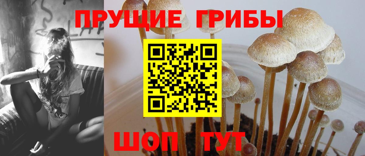 Галлюциногенные грибы Psilocybe Казань